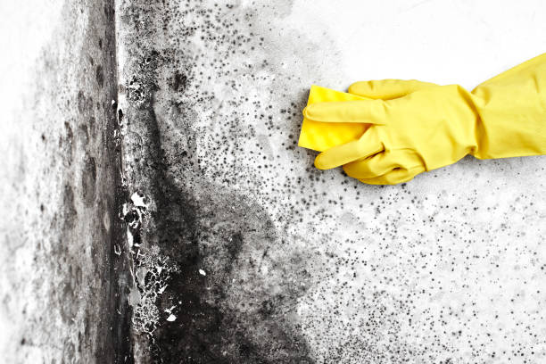 Best Post-Construction Mold Inspection  in Lillian, AL
