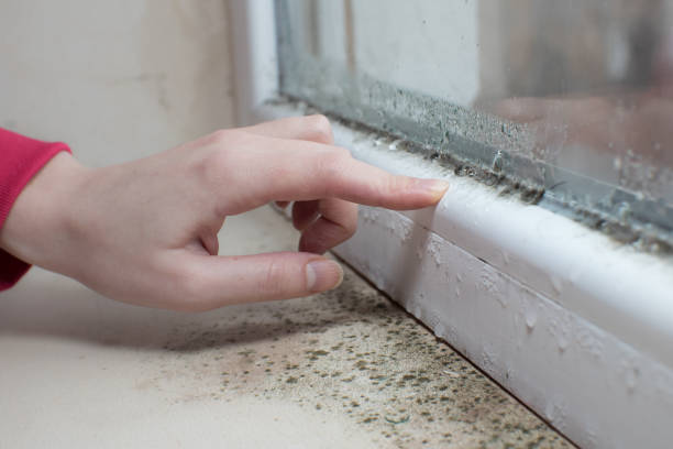 Mold Documentation for Insurance Claims in Lillian, AL