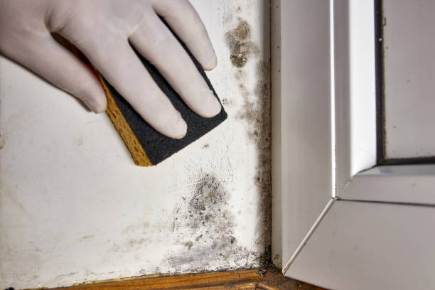 Best Mold Documentation for Insurance Claims  in Lillian, AL